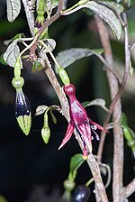 Thumbnail for Fuchsia perscandens