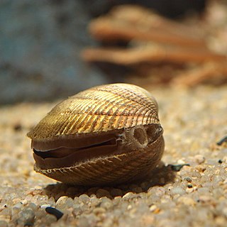 <i>Fulvia</i> (bivalve) Genus of bivalves