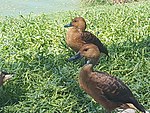 Fulvous Whistling Ducks.jpg