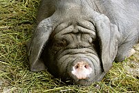 Görlitz - Tierpark - Meishan pig 04 ies.jpg