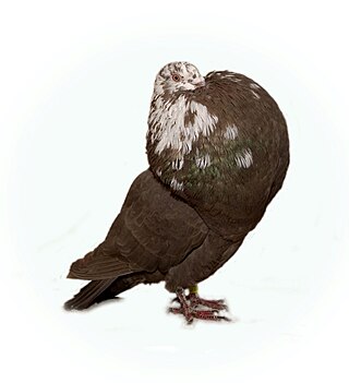<span class="mw-page-title-main">Gaditano Pouter</span> Breed of pigeon