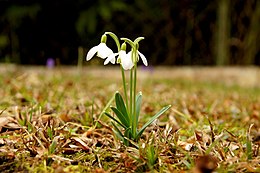 Kikeleti hóvirág (Galanthus nivalis)