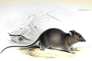 멸종된 A. galapagoensis galapagoensis