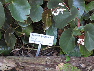 <i>Begonia sanguinea</i> Species of plant in the genus Begonia