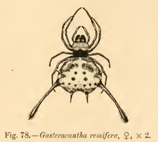 <i>Gasteracantha remifera</i> species of arachnid