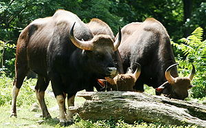 布朗克斯動物園所養嘅印度野牛