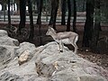 Eine junge Gazelle in einem Zoo