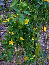 Изображение растения, взбирающегося на решетку, с темно-зеленой листвой и многочисленными ярко-желтыми цветами.