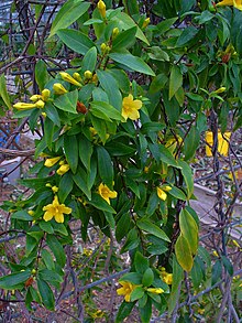 Picture of plant climbing a trellis, with dar green foliage, and numerous bright yellow flowers.