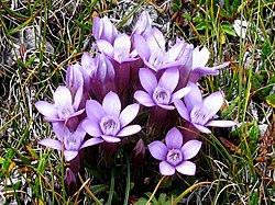 Gentianella germanica i Dolomiterna.