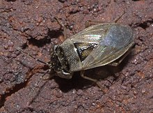 Geocoris punctipes P1290062b.jpg 