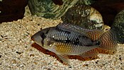 Geophagus brasiliensis.jpg