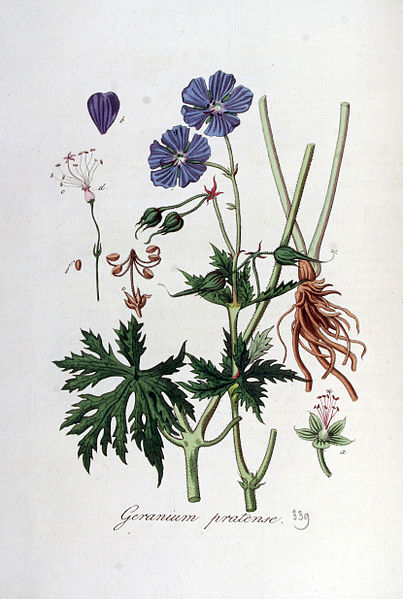 File:Geranium pratense — Flora Batava — Volume v5.jpg