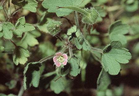 Geranium rotundifolium eF.jpg