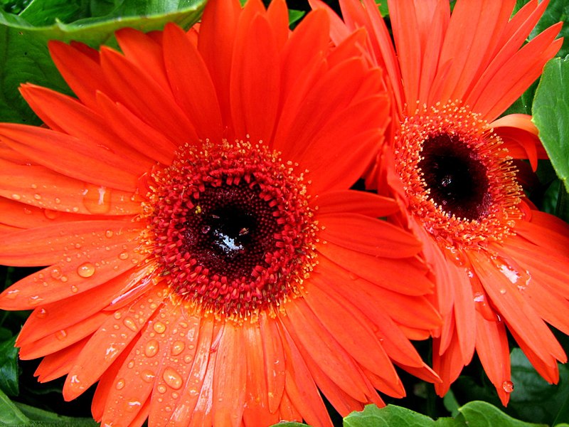 File:Gerber Daisies (229292933).jpg