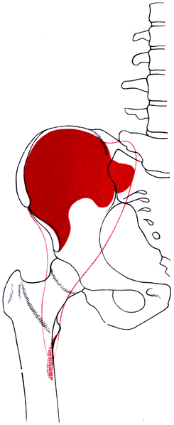 File:Gerrish's Text-book of Anatomy (1902) - Fig. 347.png