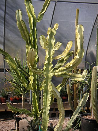 <i>Euphorbia ammak</i> Species of flowering plant