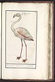 Gewone flamingo (Phoenicopterus roseus) Vlaemijnck. phaenicopteros. flamandt. (titel op object), RP-T-BR-2017-1-5-58.jpg