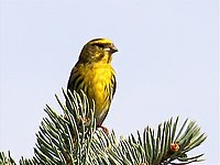 European serin, a breeding resident more common in winter. Girlitz.jpg