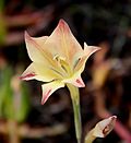 Miniatura para Gladiolus tristis