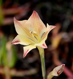 <i>Gladiolus tristis</i> Species of flowering plant