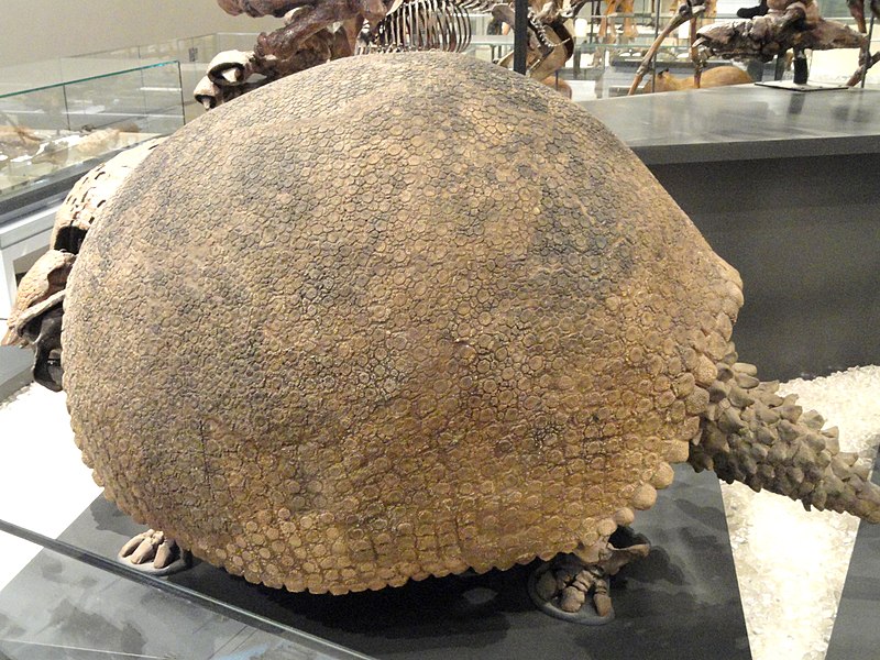 File:Glyptodon clavipes, Mar del Plata, Argentina, Late Pleistocene - Royal Ontario Museum - DSC00128.JPG