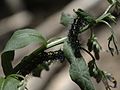 Caterpillars of the genus Gnophaela, San Cristobal Canyon. Thanks to John and Jane Balaban at BugGuide.net for ID.