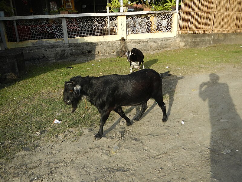 File:Goats in Cotta Pier, Lucena City 879.jpg