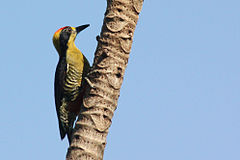 ♂ Melanerpes chrysauchen