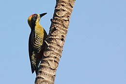 Golden-naped woodpecker.JPG