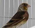 Goldfinch Canary hybrid.JPG