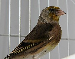 A hybrid between a European goldfinch and a domestic canary Goldfinch Canary hybrid.JPG