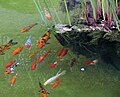A group of several varieties of Koi.