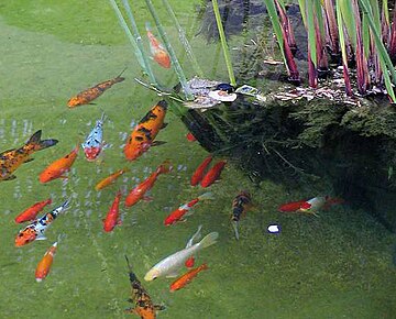 Koi (and goldfish) have been kept in decorative ponds for centuries in China and Japan. Goldfish2.cropped.jpg