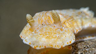 <i>Goniobranchus epicurius</i> Species of gastropod