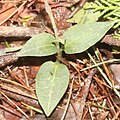 Goodyera schlechtendaliana