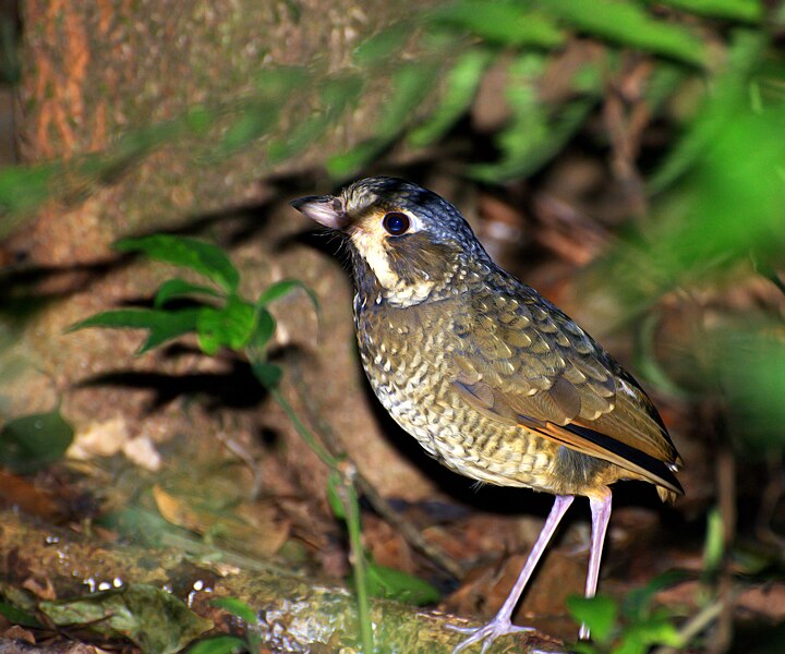 File:Grallaria varia -Parque Estadual da Serra da Cantareira, Sao Paulo, Brasil-8.jpg