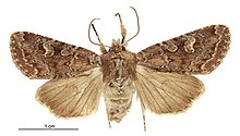 Graphania agorastis female.jpg