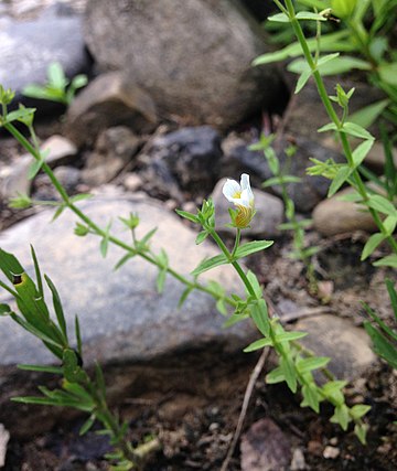 Gratiola brevifolia