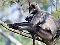 * Nomination Black-footed gray langur, mother and baby (Semnopithecus hypoleucos), Nagarhole, India --Tagooty 04:07, 8 May 2022 (UTC) * Promotion  Support Good quality. --XRay 04:44, 8 May 2022 (UTC)