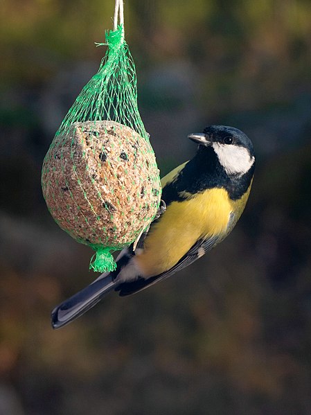 File:Great tit on a suet ball in Brastad.jpg