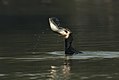 Great cormorant trying to swallow bronze featherback at Keoladeo Ghana National Park, Bharatpur