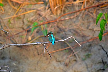 Green Kingfisher.jpg