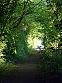 Green path - Flickr - Stiller Beobachter.jpg