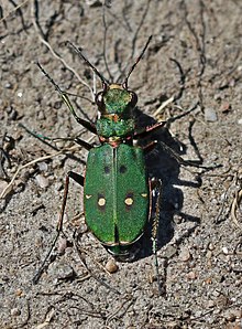 Green tiger beetle (Cicindela campestris) Sweden.jpg