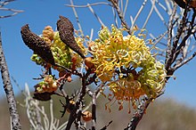 Grevillea gordoniana.jpg