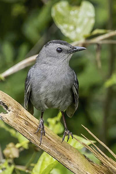 File:Grey catbird (Dumetella carolinensis) Orange Walk.jpg