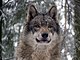 Grey wolf P1130270.jpg