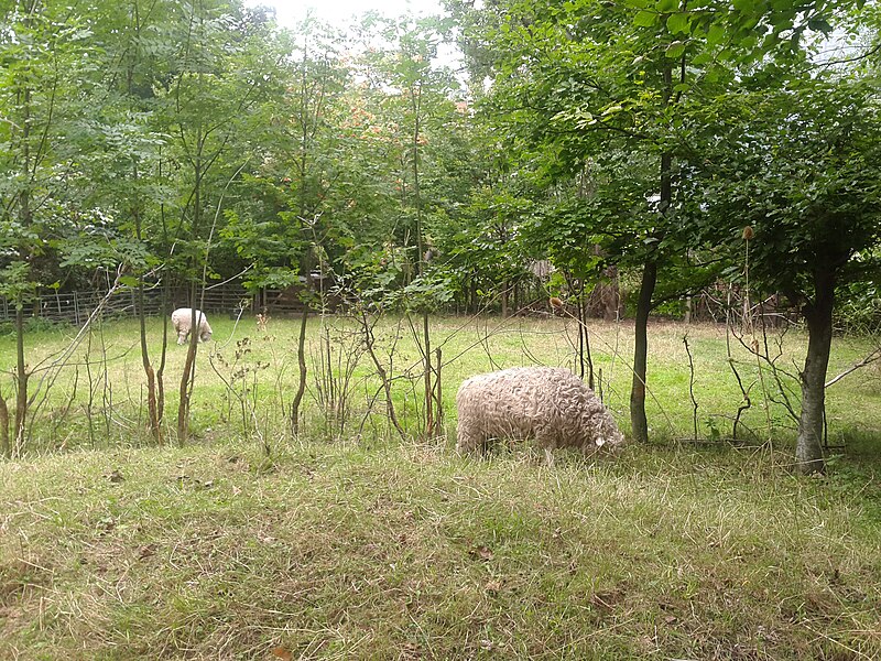 File:Greyface Dartmoor sheep grazing in the garden of the Natural History Museum, London.jpg