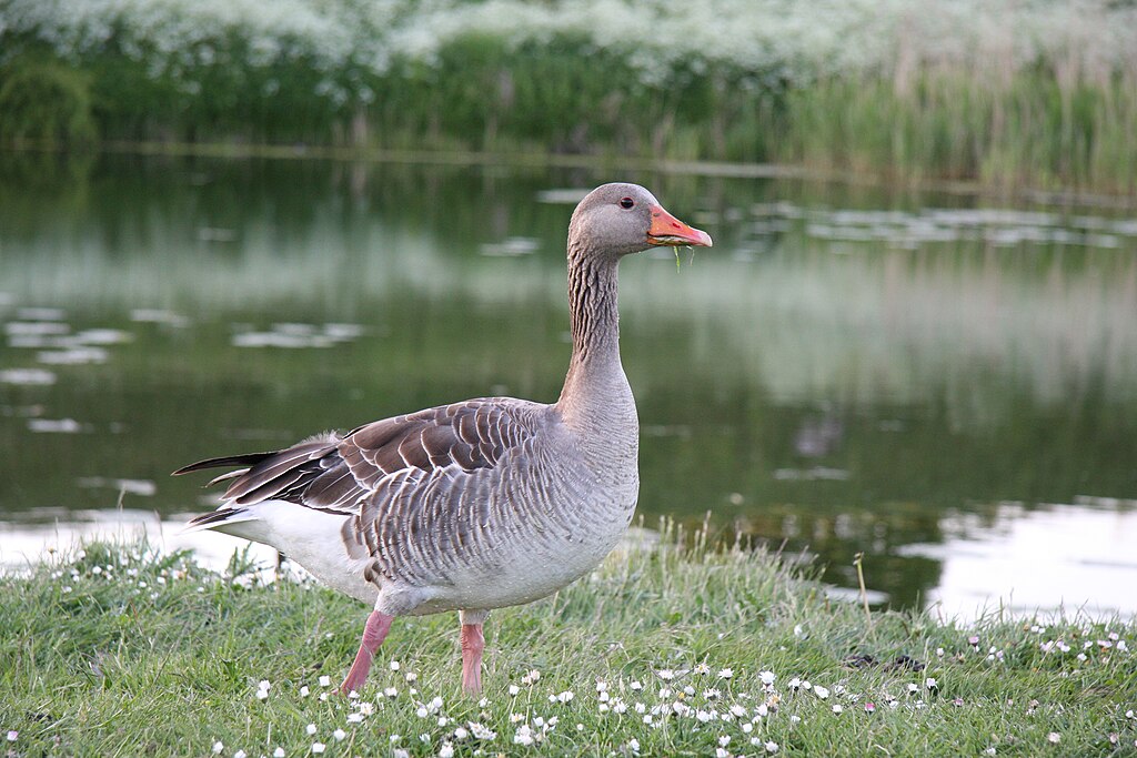 Greylag goose Kjaergaard 2.JPG